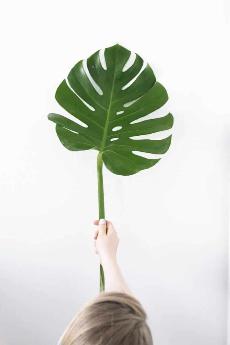 green leaf holding in the air