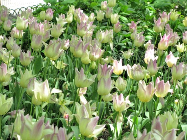 Life with Lyme Disease